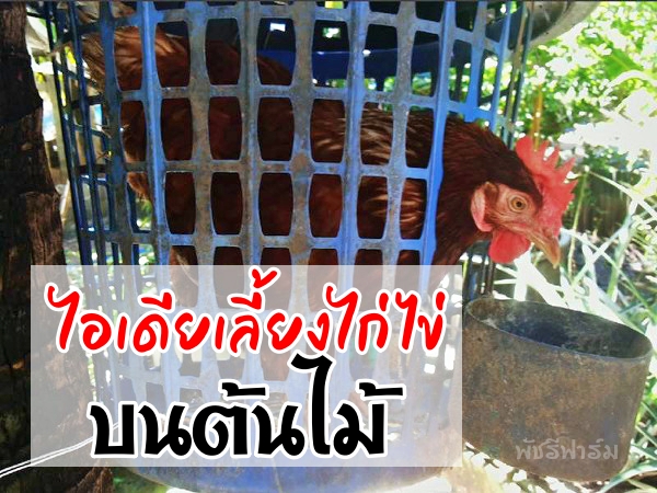 เลี้ยงไก่ไข่บนต้นไม้ คนเลี้ยงได้ไข่ ต้นไม้ได้ปุ๋ย